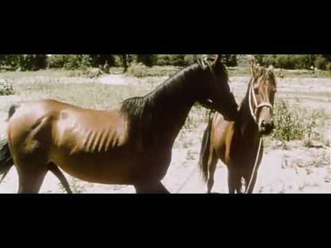 2 Guys 1 Horse Video